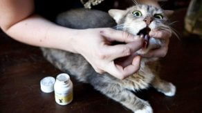 Pets On Prozac