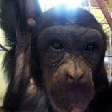 The Chimpanzee Complex