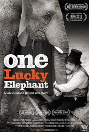 One Lucky Elephant