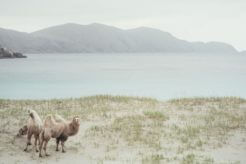 The Arctic Camels