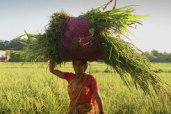 The Seeds of Vandana Shiva (Events)