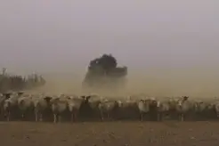 Herd