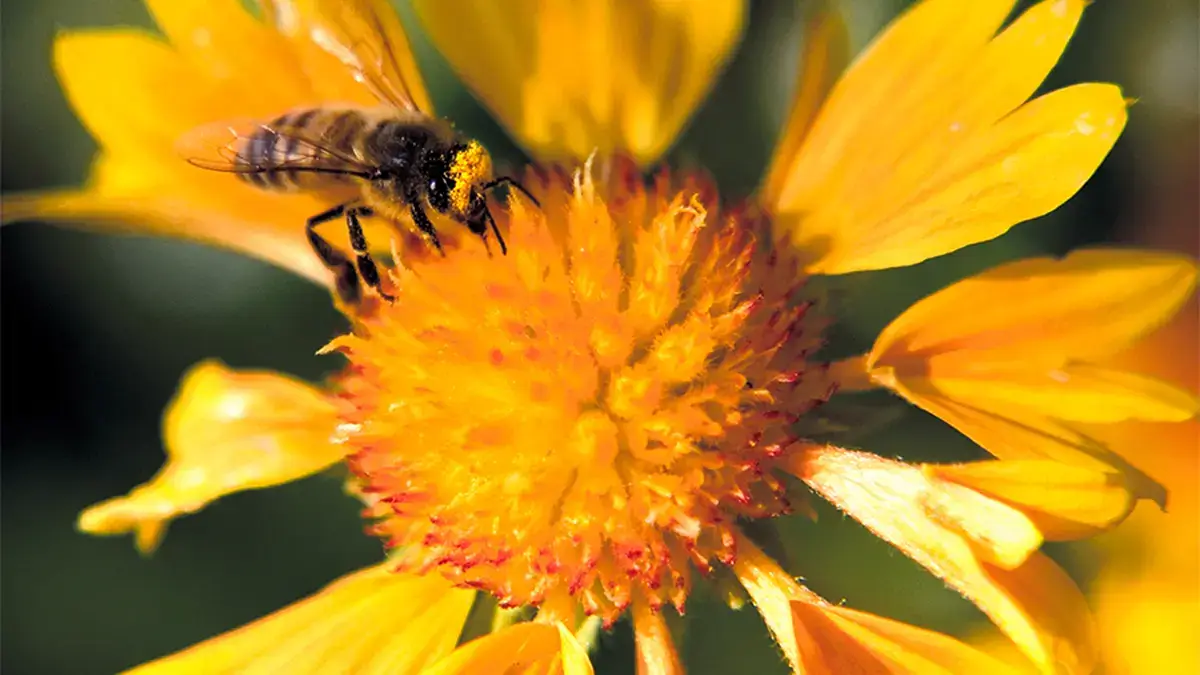 Bee on Flower Gratitude Revealed 1200x675