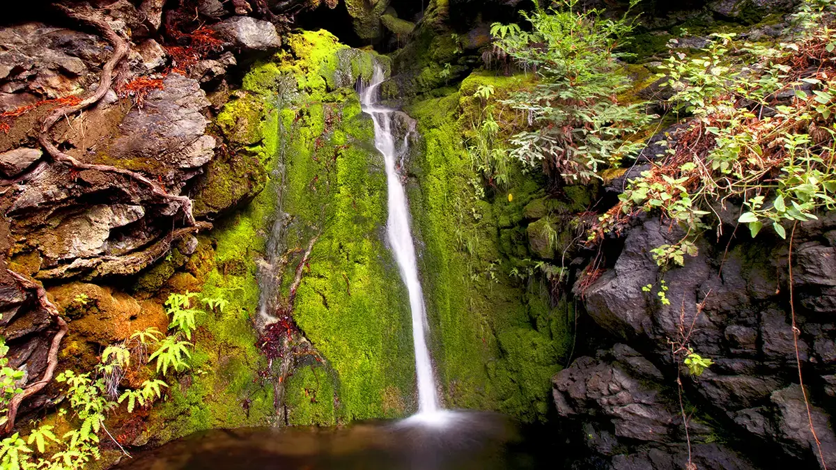 Forest Waterfall Gratitude Revealed 1200x675