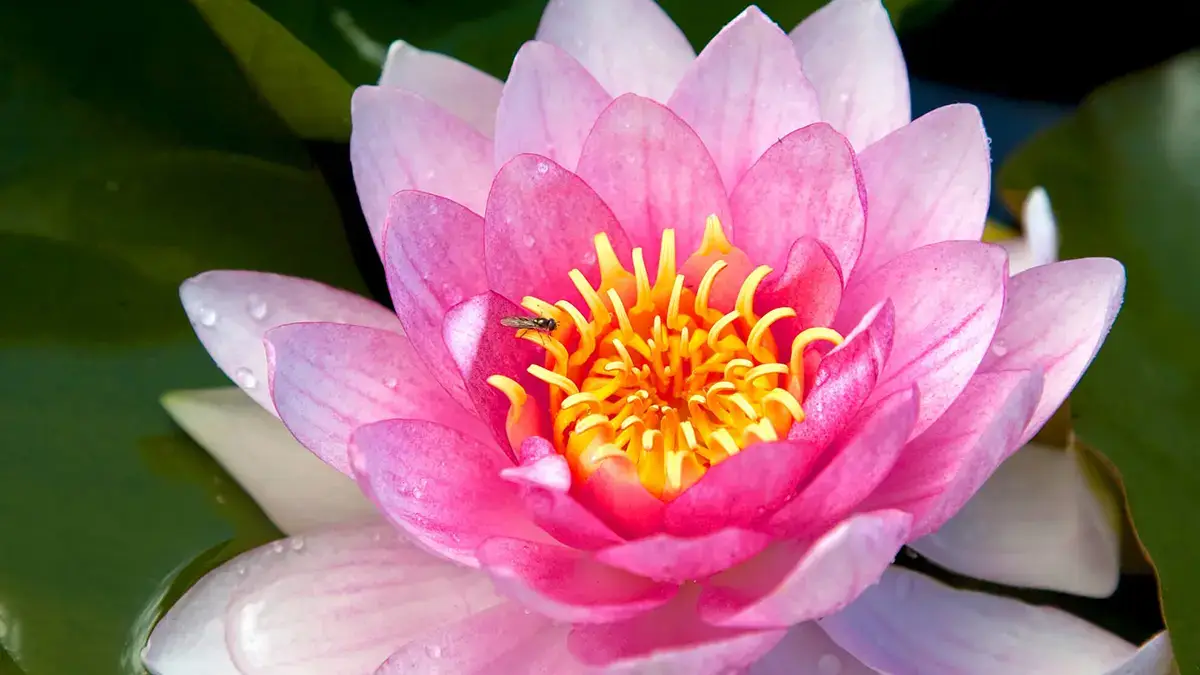 Happiness Lotus Gratitude Revealed 1200x675