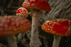 Fantastic Fungi (Educational Cut)