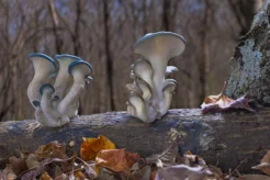 Fantastic Fungi (Educational Cut)