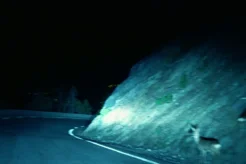 Nightwatchers
